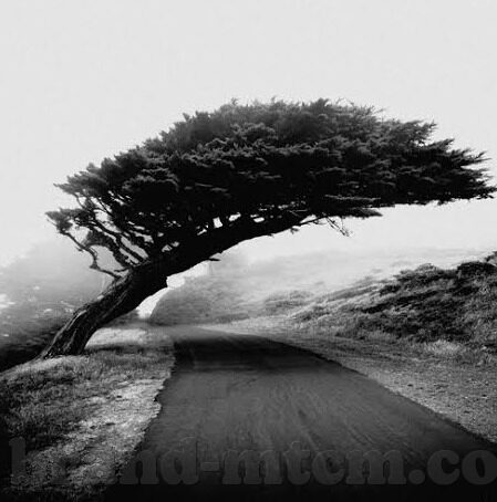 大象影视大象传媒在线-影视新视界，大象影视与大象传媒在线的深度融合与展望